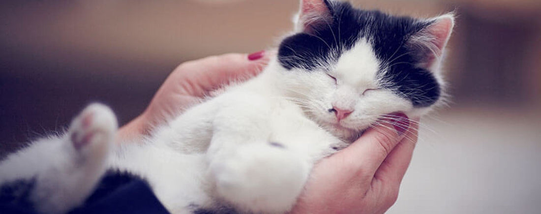 7 Spiritual Lessons from Your Pet
