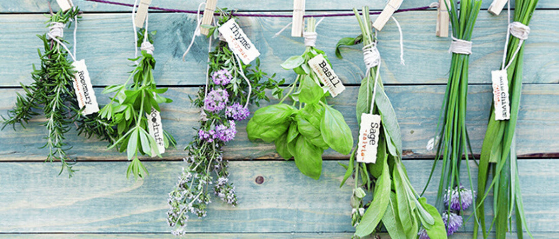 Gardening RX: How to Grow 5 Ayurvedic Herbs