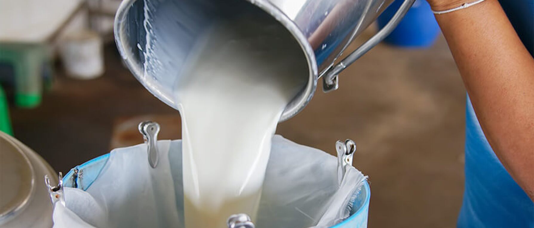 Raw Milk Versus Pasteurized Milk Experiment