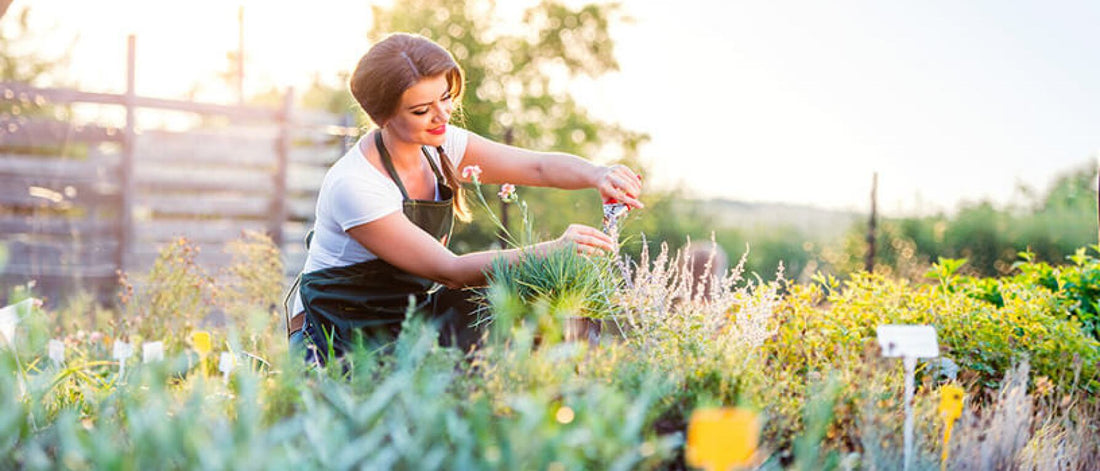 Summertime Gardening: How to Balance the Heat