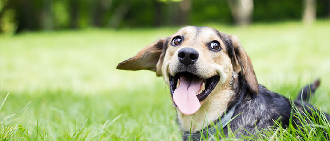 Summertime Ayurveda for Dogs: 6 Ways to Keep Your Pup Healthy This Season