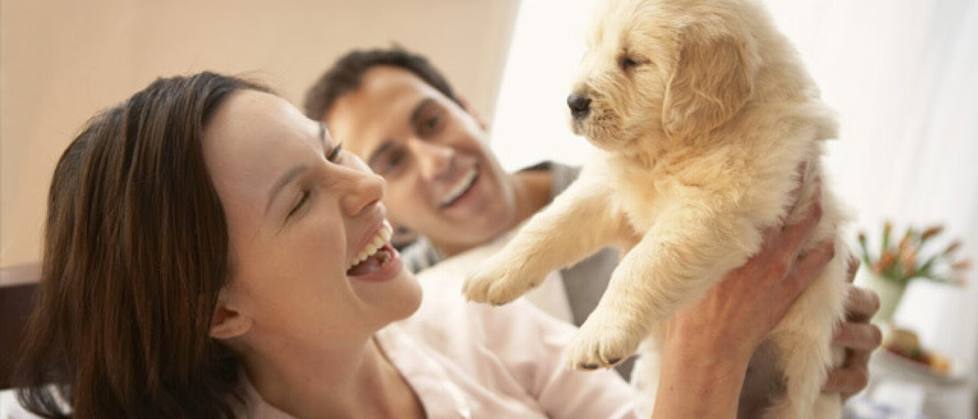 The 4 Elements for Happier, Healthier Pets