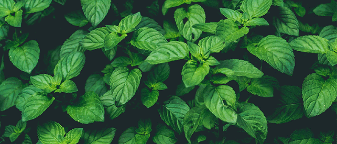 What Is Holy Basil?