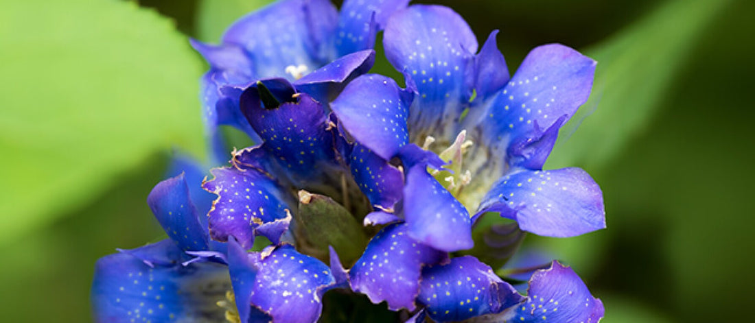 What Is Indian Gentian?
